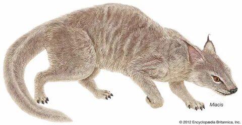Предки кошек