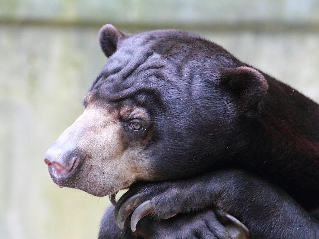 Пин на доске Beasts