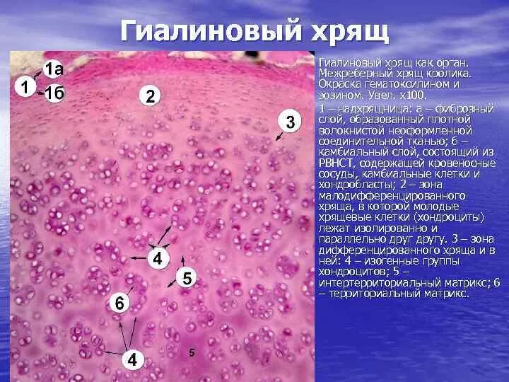 Плотный наблюдаться. Гиалиновая хрящевая ткань гематоксилин эозин. Гиалиновая хрящевая ткань окраска гематоксилин эозин. Гиалиновая хрящевая ткань гистология. Гиалиновая хрящевая ткань гистология препарат.