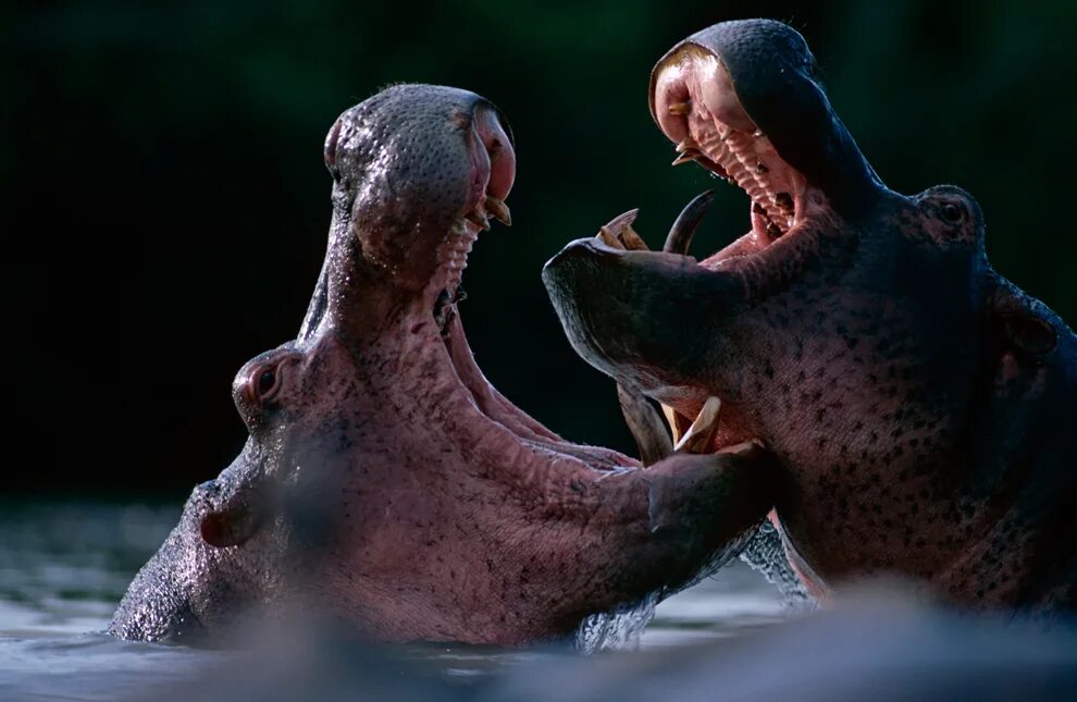 ввс живая природа хищников. саванна охота львов. Bbc про животных. дикая природа. гиена королева хищников.