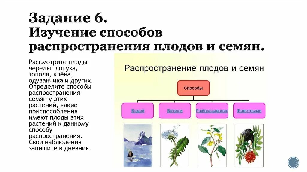 Способы распространения растений биология 6 класс. Способыраспространения пордов и семян. Способы распространения семян. Способы распространения плодов. Распространение семян неживой природы