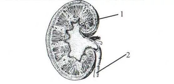 На рисунке 2 изображено строение почки. Строение почки черно белый рисунок. Какой орган изображен на рисунке какое строение. Почка изображенная в древности. На рисунке человека почки изображена.