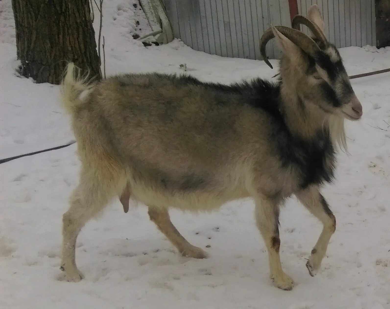 Кличка козы. Сколько молока дает коза. Сколько молока дает коза. Сколько лет козу. Физиологические особенности коз.