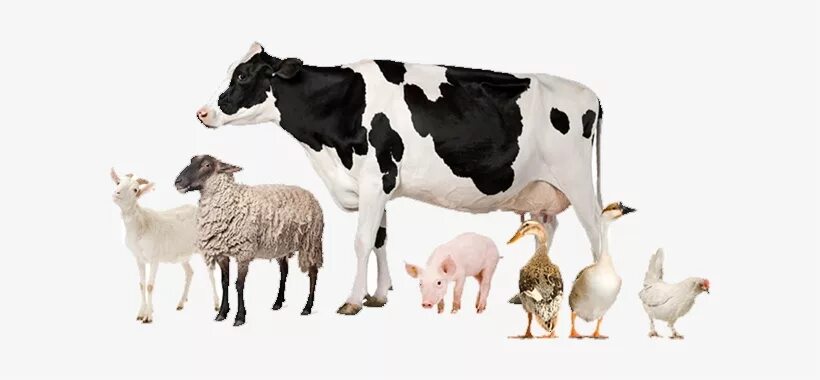 Сх животные. Livestock production. Livestock перевод. Livestock definition. Дороги и кормовые угодья.