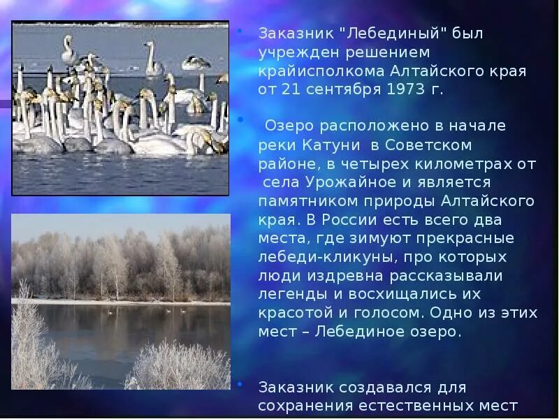 Лебединое озеро текст. Достопримечательности Алтайского края Лебединое озеро. Лебединый заказник. Проект о Лебедином озере. Лебединый заказник Алтай.