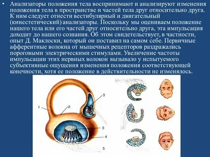 Рецепторы воспринимающие