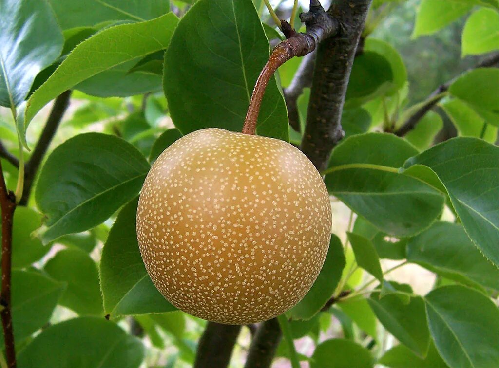 Pyrus pyrifolia дерево. Груша сорт Нэши. Груша грушелистная дерево. Яблочная груша Нэши.