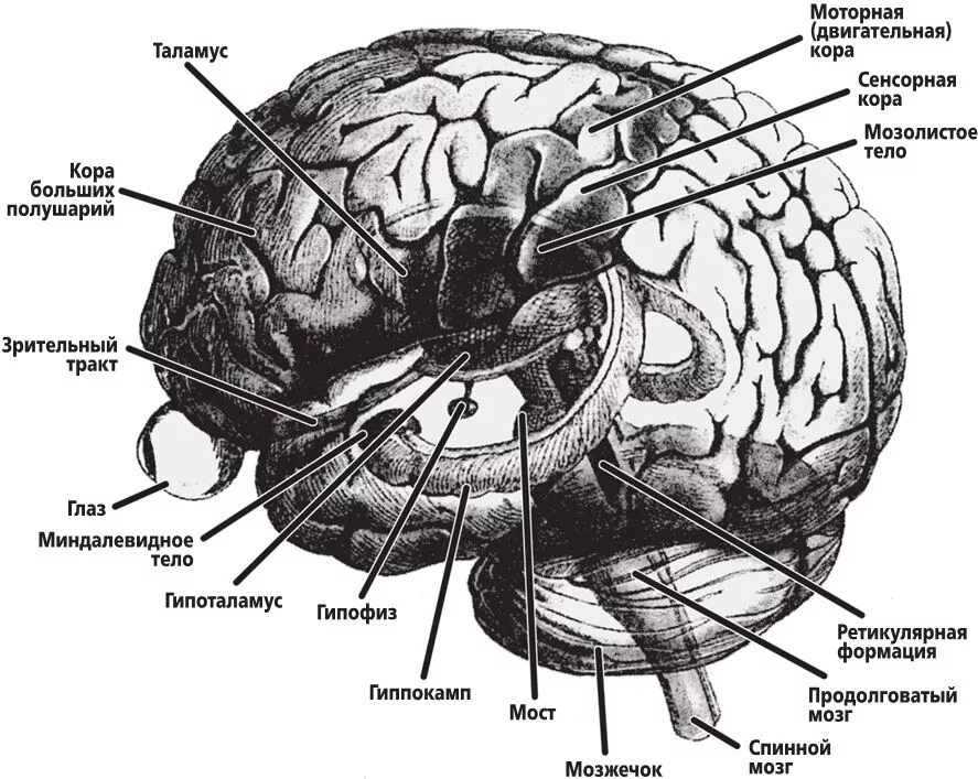 Сознание структуры мозга. Схематичное изображение мозга. Медиальный отдел височной доли мозга. Мозг без сознания
