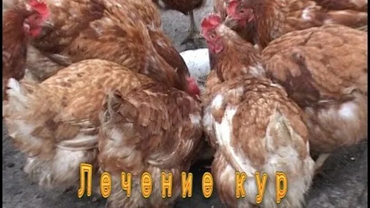 Почему куры клюют друг друга до крови. Куры клюют яйца. Курица клюет яйца. Курица расклевывает яйцо.