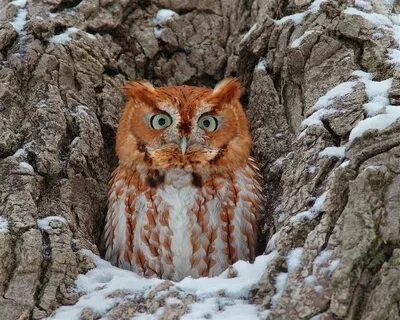 Owl g