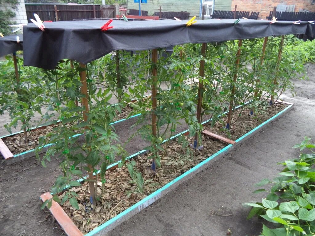 сделать под помидоры. помидоры на грядке. опоры для помидор. сделать под помидоры. сделать под помидоры.