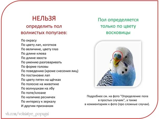 Сколько лет попугаю по человеческим. Определить пол волнистого попугая. Как определить пол попугая волнистого. Волнистые попугаи различить пол. Пол попугая волнистого.