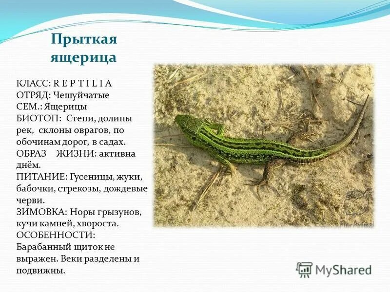 Тип развития прыткой ящерицы. Прыткая ящерица обыкновенный тритон. зеленая прыткая ящерица. образ жизни прыткой ящерицы. ящерица прыткая описание.