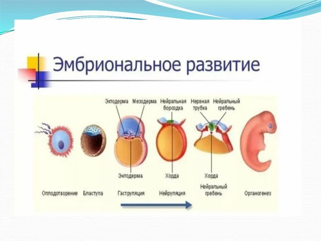 Этапы эмбрионального развития организмов