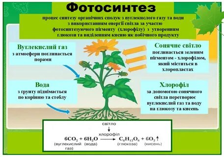 Фотосинтез жизнь растений