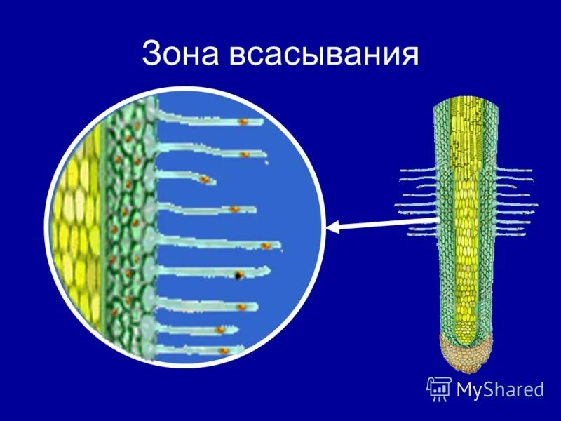 Зоны деления корня корневой чехлик. Зона всасывания у растений. Строение корня в зоне всасывания. Зона всасывания у растений. Строение зоны всасывания.