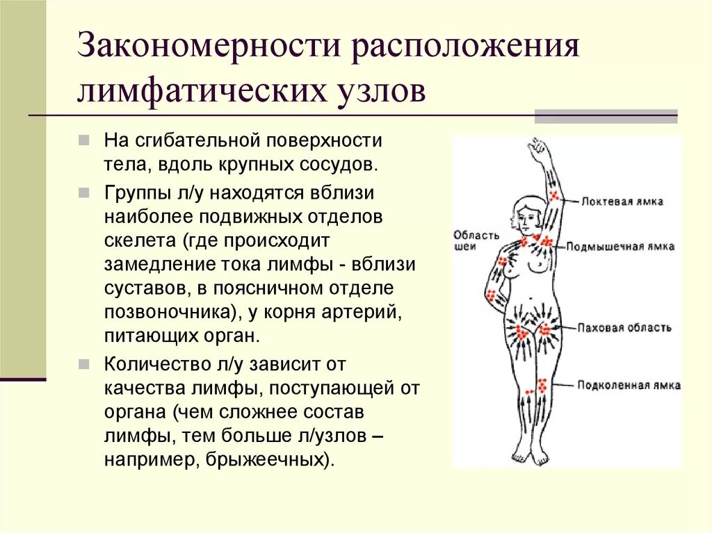 Таблица лимфоузлов. Лимфатические сосуды и регионарные лимфатические узлы туловища. Таблица регионарные лимфатические узлы области тела. Схема расположения регионарных лимфатических узлов. Закономерности расположения лимфатических сосудов и узлов.