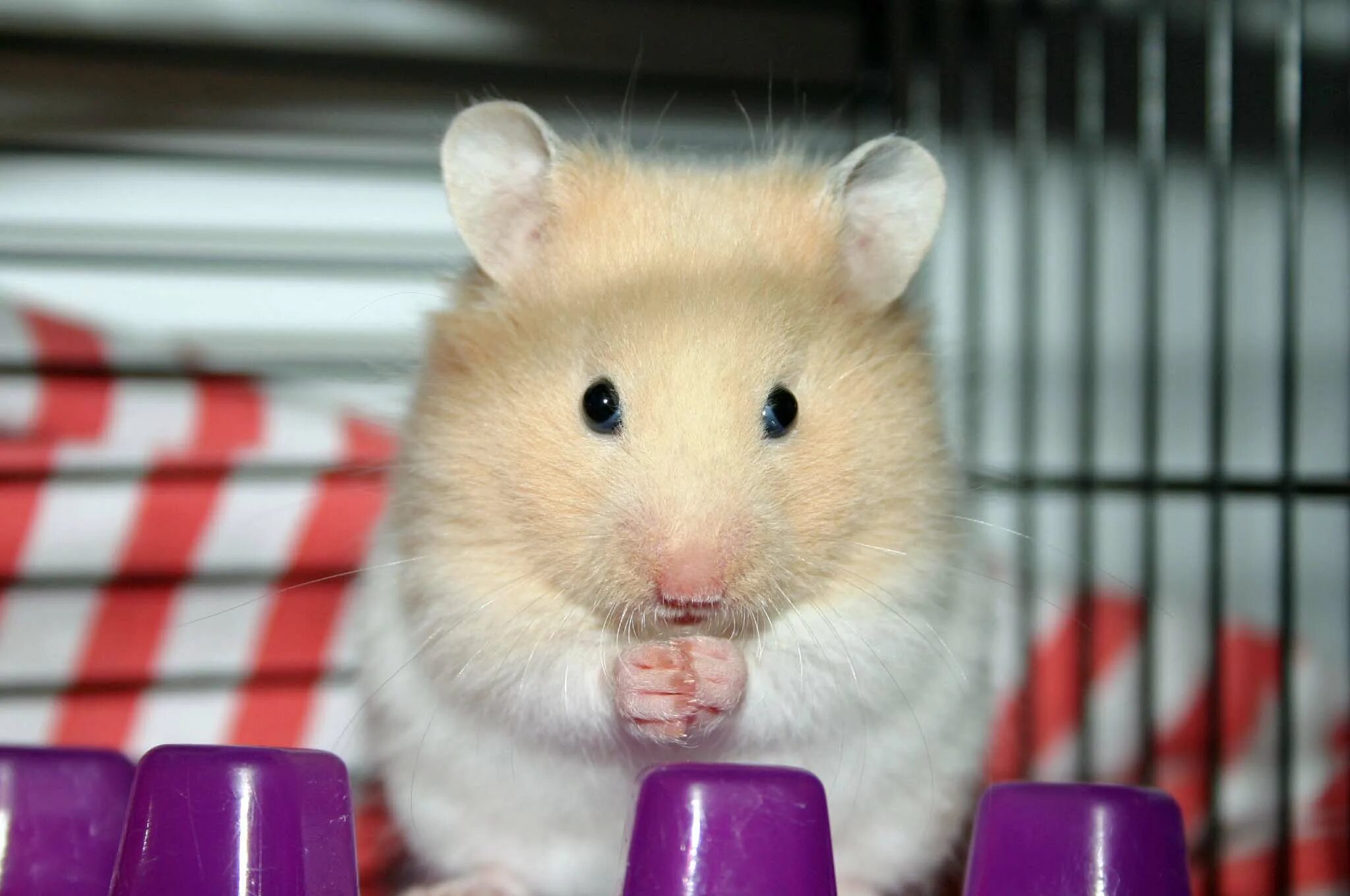 Sad hamster violin hamster. Хомяк. Смешные хомяки. Милые хомяки. Хомяк прикольный.