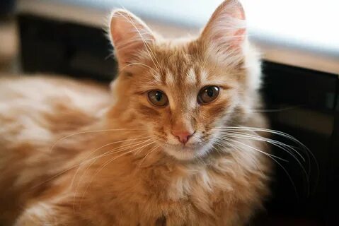 Рыжих котиков