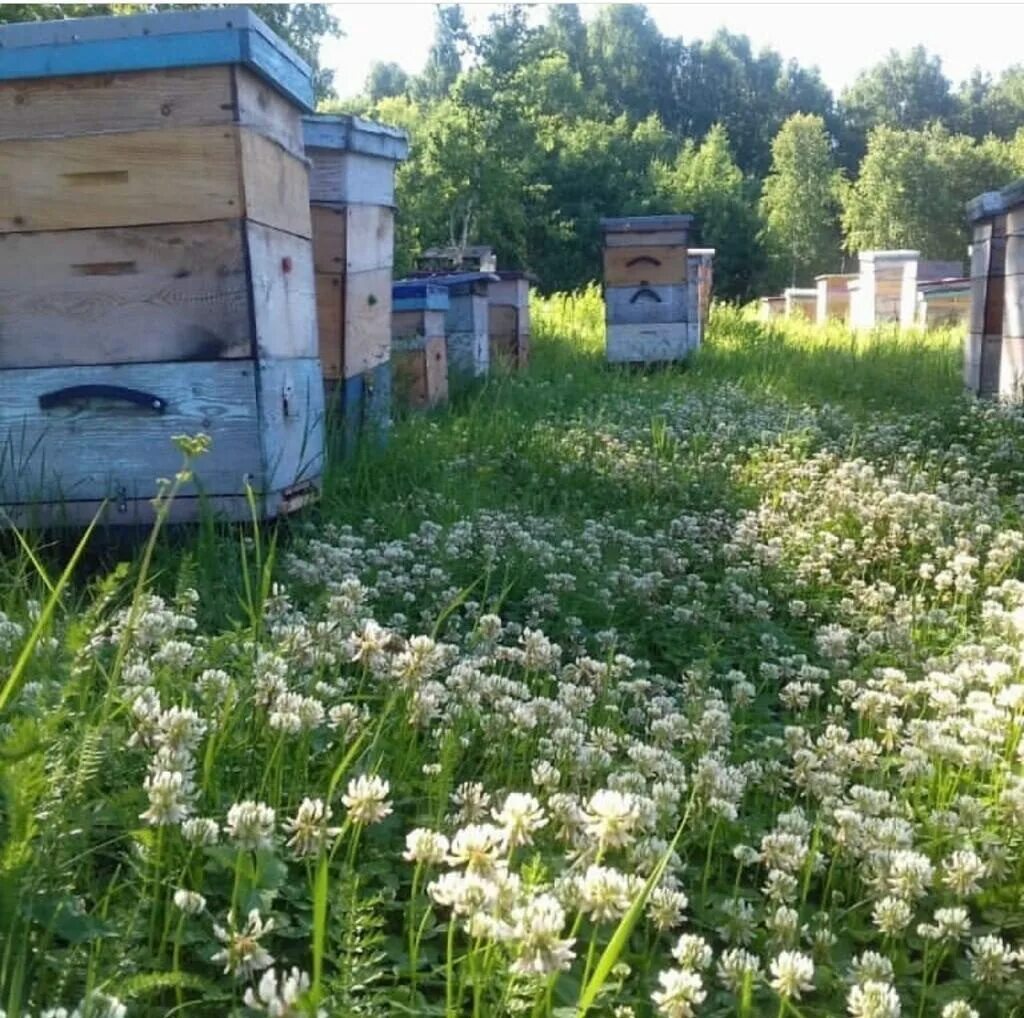 Купить пчел в рязанской области. Село добрые пчелы Рязанской области. Добрые пчёлы Рязанская область. Добрые пчелы деревня. Город добрые пчелы.