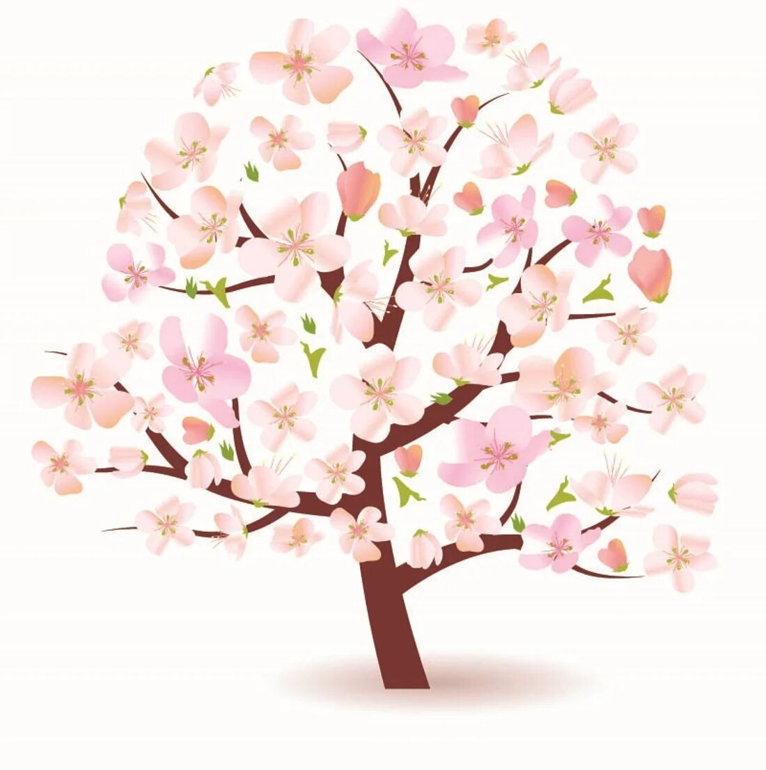 Яблоня черри блоссом. Сакура яблоня дерево. Весеннее дерево. Цветущее дерево на белом фоне. Цветущее дерево рисунок