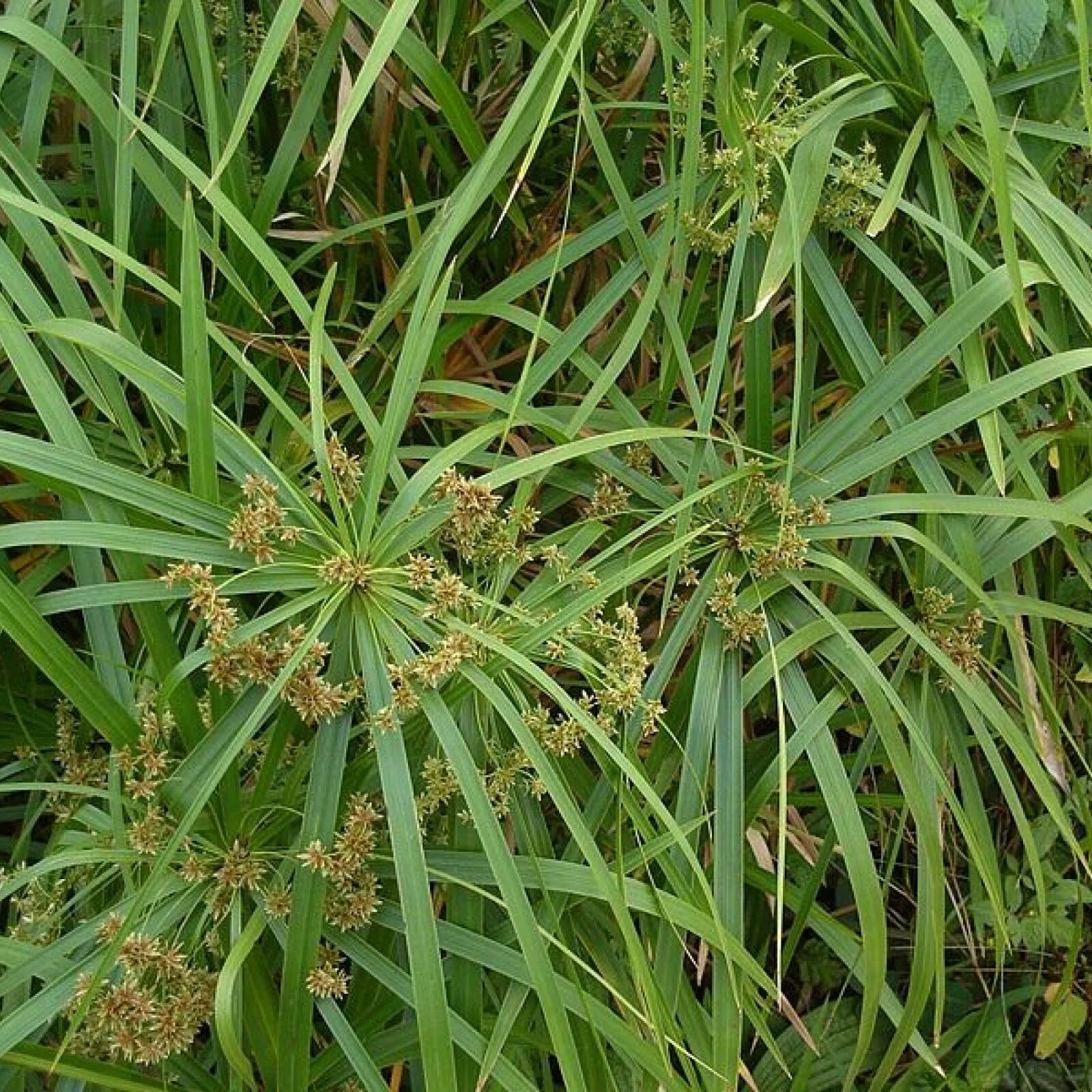 Сорняк сканворд 6. Циперус (сыть). Циперус Осока. Сыть головчатая. Cyperus alternifolius.