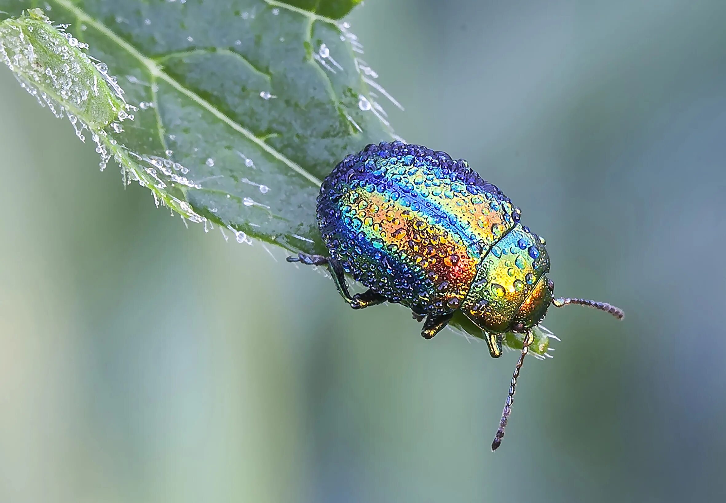 Листоед ясноточный. Листоед ясноточный (chrysolina fastuosa). Жук листоед радужный. Изумрудный жук листоед. Жук листоед щавелевый.