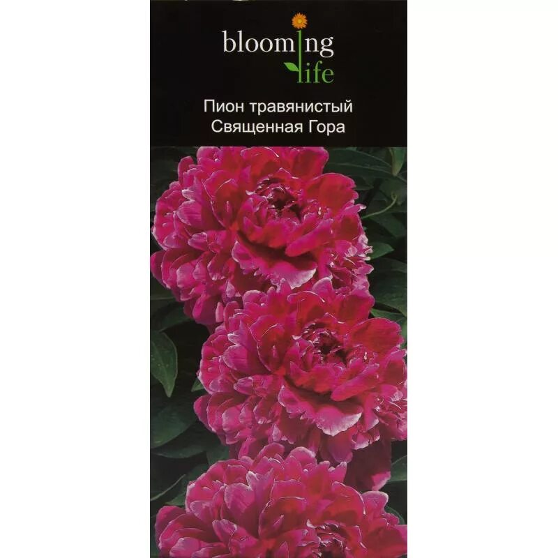 Пион священная гора фото и описание