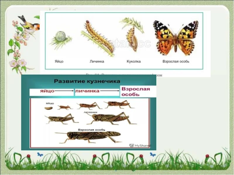 Яйцо личинка взрослая особь. Яйцо личинка куколка кузнечик. Личинка куколка взрослая особь. Личинка и взрослая особь кузнечика.