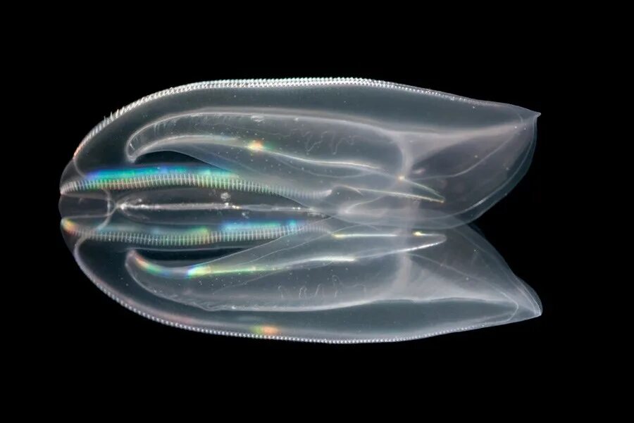 Comb jellies. Мнемиопсис медуза. Mnemiopsis leidyi. Гребневик Mnemiopsis. Медуза Гребневик.