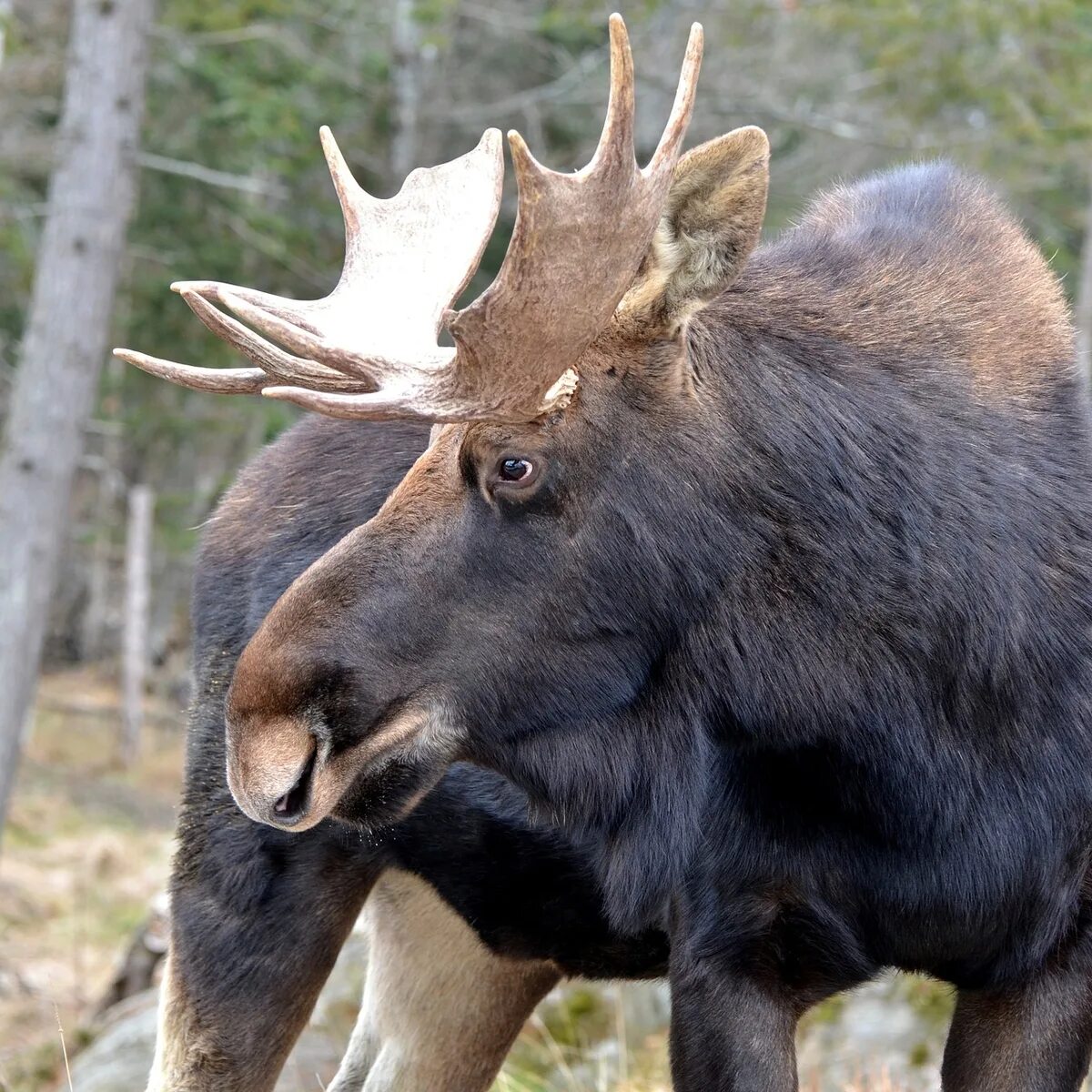 Лосиный екатеринбург. Лось в Тульской области. Лоси. Лось фото. Moose jpeg.