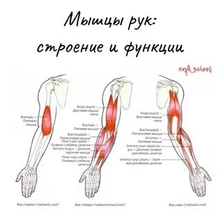 Плечо бицепс болит