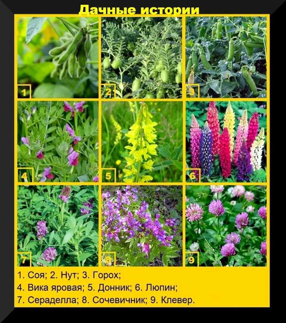 Сидераты семейства бобовых. Вика яровая сидерат. Сидерат вика озимая. Сидераты семейства бобовых. Вика яровая растение.