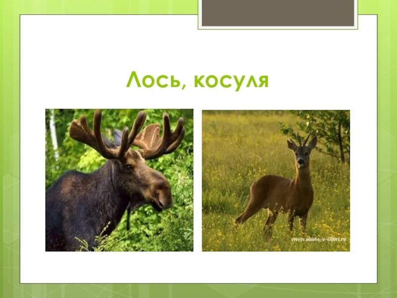 Лоси олени косули. Лось и косуля. Олень Лось косуля. Лось и косуля отличие. Лосенок и косуля.