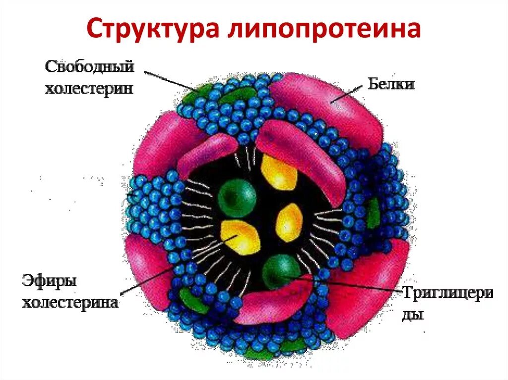 Схема строения липопротеина плазмы крови. Строение липопротеидных мицелл.. Строение частицы липопротеина. Строение липопротеинов.