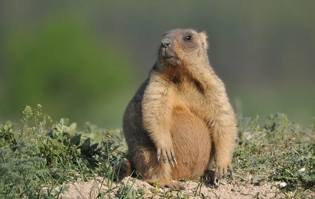 Степной сурок Байбак. Сурок Степной, Байбак (Marmota Bobak). Сурок обыкновенный Байбак. Сурок Степной Байбак фото. Кто такой байбак