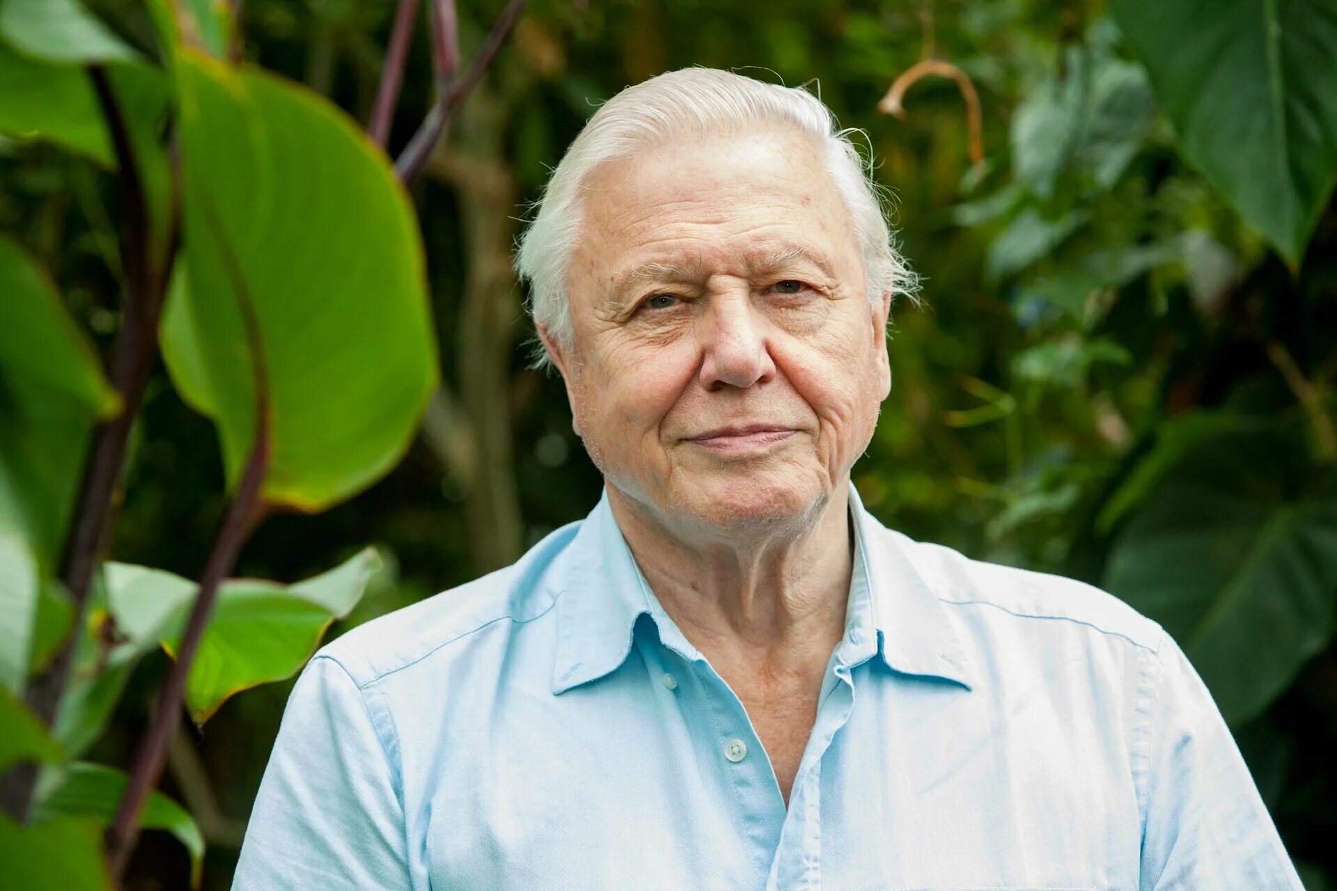 Sir david