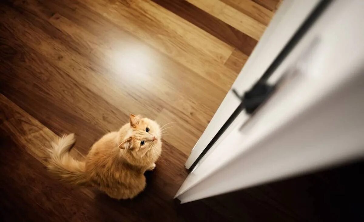 Cat tries