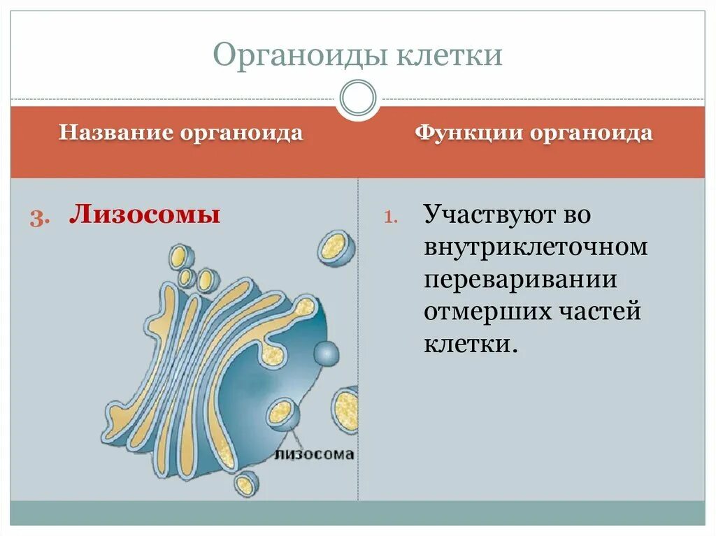 Мембранные и немембранные органоиды. Мембранные и немембранные органеллы клетки. Одномембранные органоиды растений. Основные функции мембранных и немембранных органелл клетки..