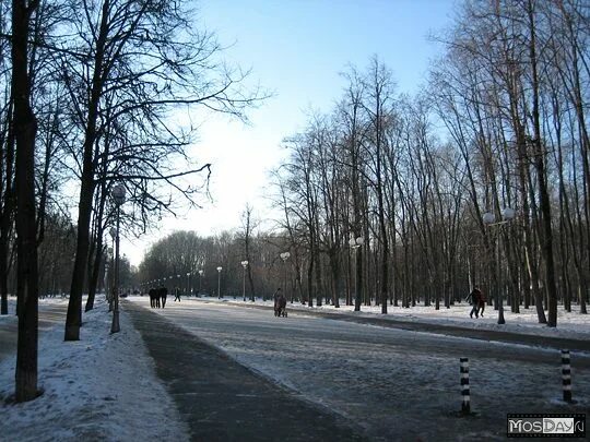 Липовая аллея Петровский парк. Петровский парк, аллея Динамо. Дворцовая аллея Москва. Петровский парк Главная аллея. Петровский парк сайт парка