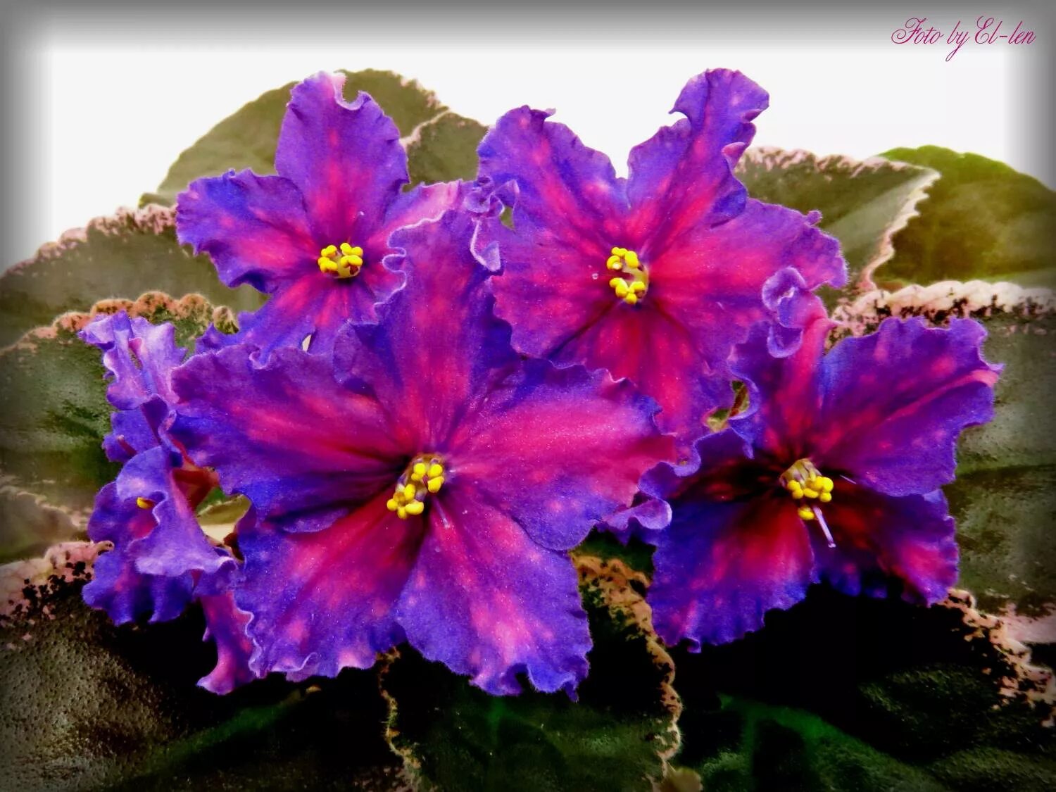 Фиалка симфония ночи. Фиалка ночи. Фиалка химера аргентина. Сенполия сорт южная ночь. Фиалка темная ночь дадоян.