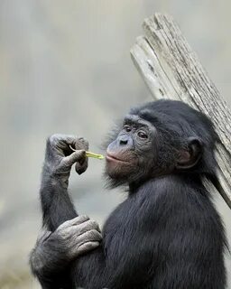 Monkey mining