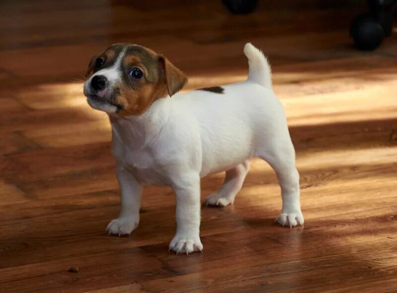 гладкошерстные собаки для квартиры. пинчер карликовый гладкошерстный. гладкошерстные собаки для квартиры. такса пинчер. джек парсон терьер.