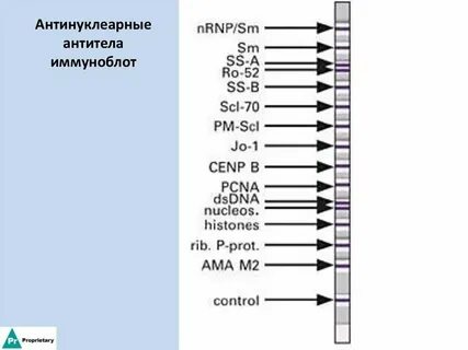 Иммуноблот антиядерных антител