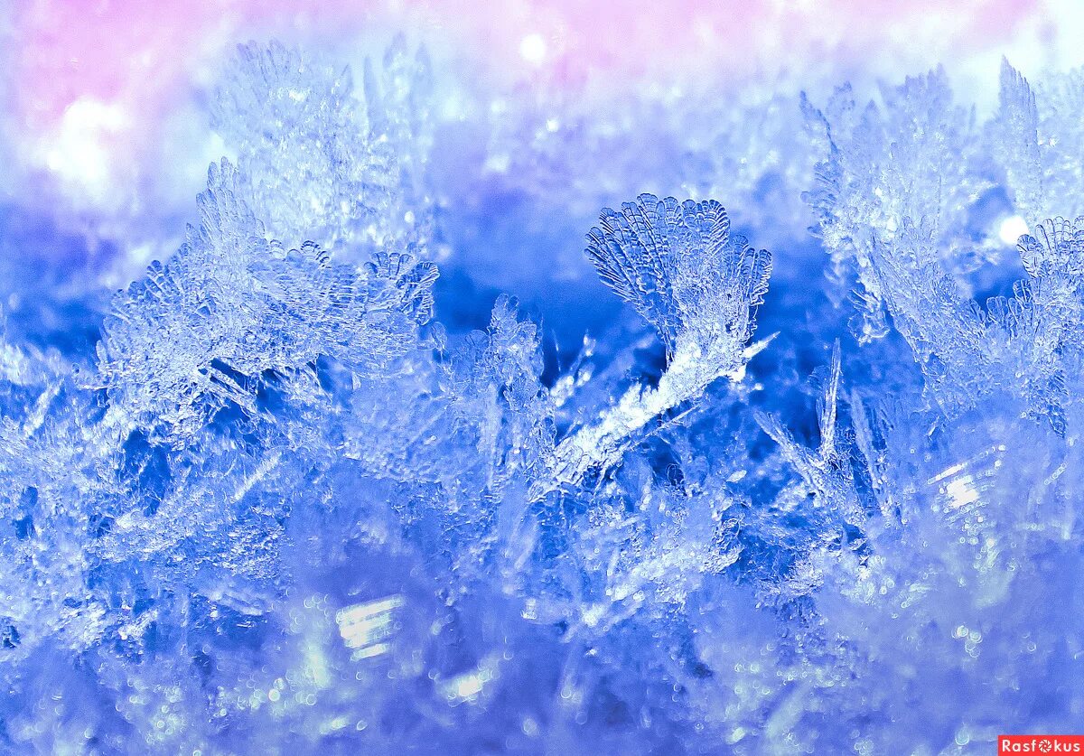 морозные узоры. ледяное растение. картинки зима в хрустале. хрусталь зимы. хрустальная зима.