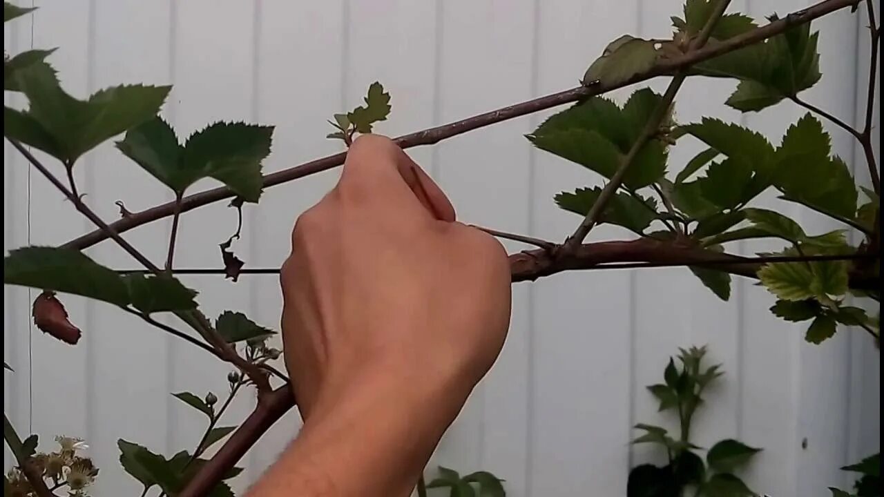 Как подвязывать ежевику правильно фото blackberry lateral branches Fruit & Orchards Forum GardenWeb Garden arch, Ga
