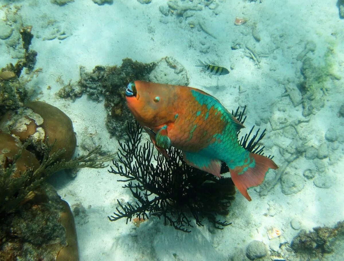 Polaris parrotfish