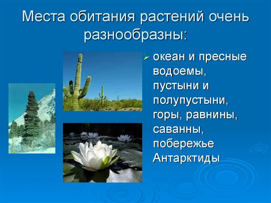 Очень разнообразны