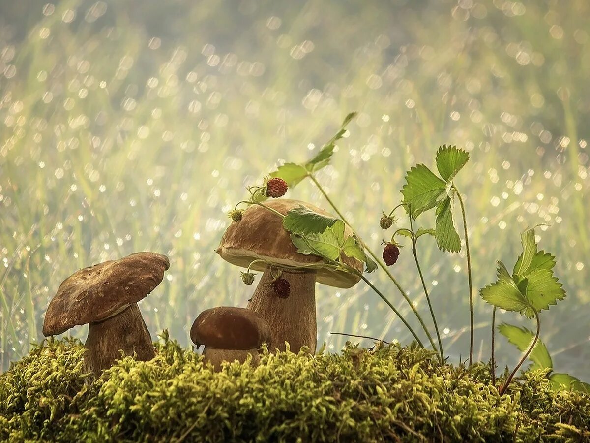 Мир природы грибы. Грибной дождик. Летний грибной дождь. Грибы в лесу. Пейзаж с грибами.