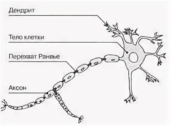 Дендриты в каких клетках. Аксоны и дендриты. ход дендритов звездчатых и корзинчатых клеток. лабораторная работа изучение строения луковицы. дендриты нейрона красивая картинка.